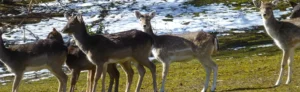 Biches dans un environnement naturel